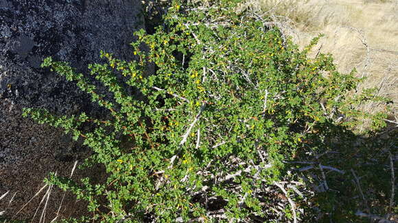 Image of rock gooseberry