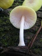 Image of Pluteus chrysaegis (Berk. & Broome) Petch 1912