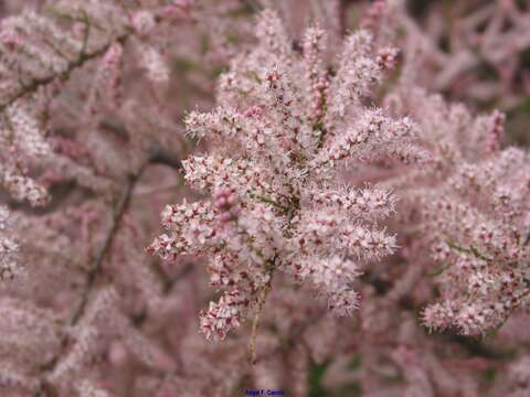 Image of Tamarisk