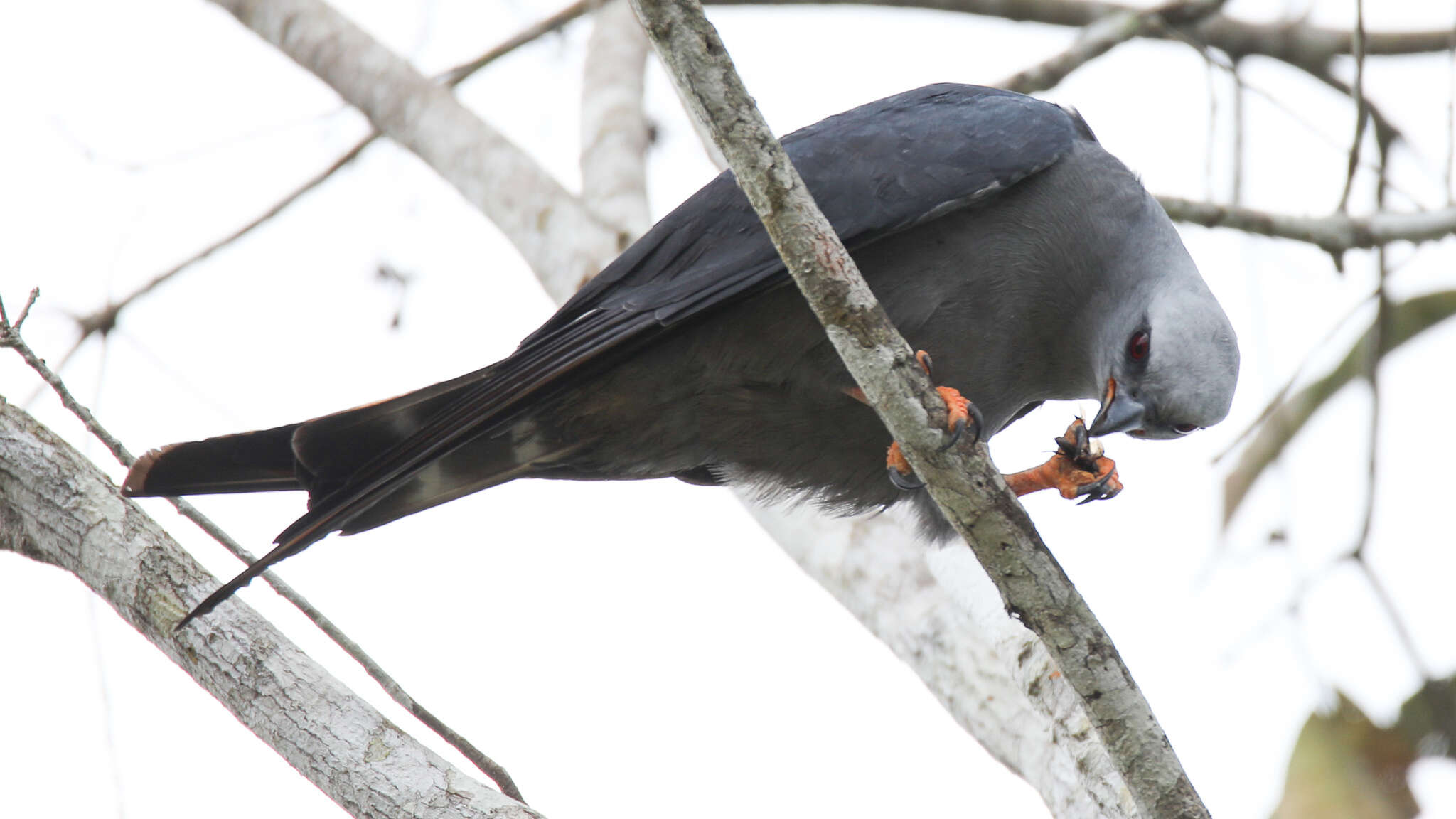 Image of Plumbeous Kite