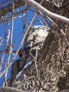 Image of American Flying Squirrels