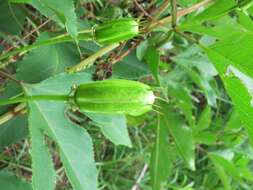 Plancia ëd Passiflora incarnata L.