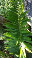 Image of giant leather fern