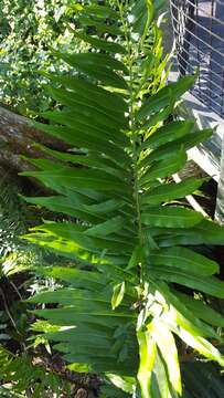 Image of giant leather fern