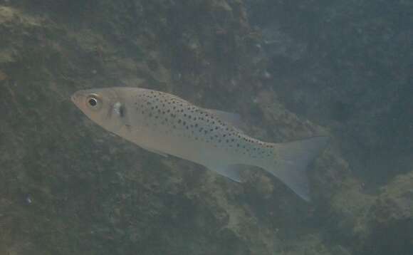 Image of Black-spotted Bass