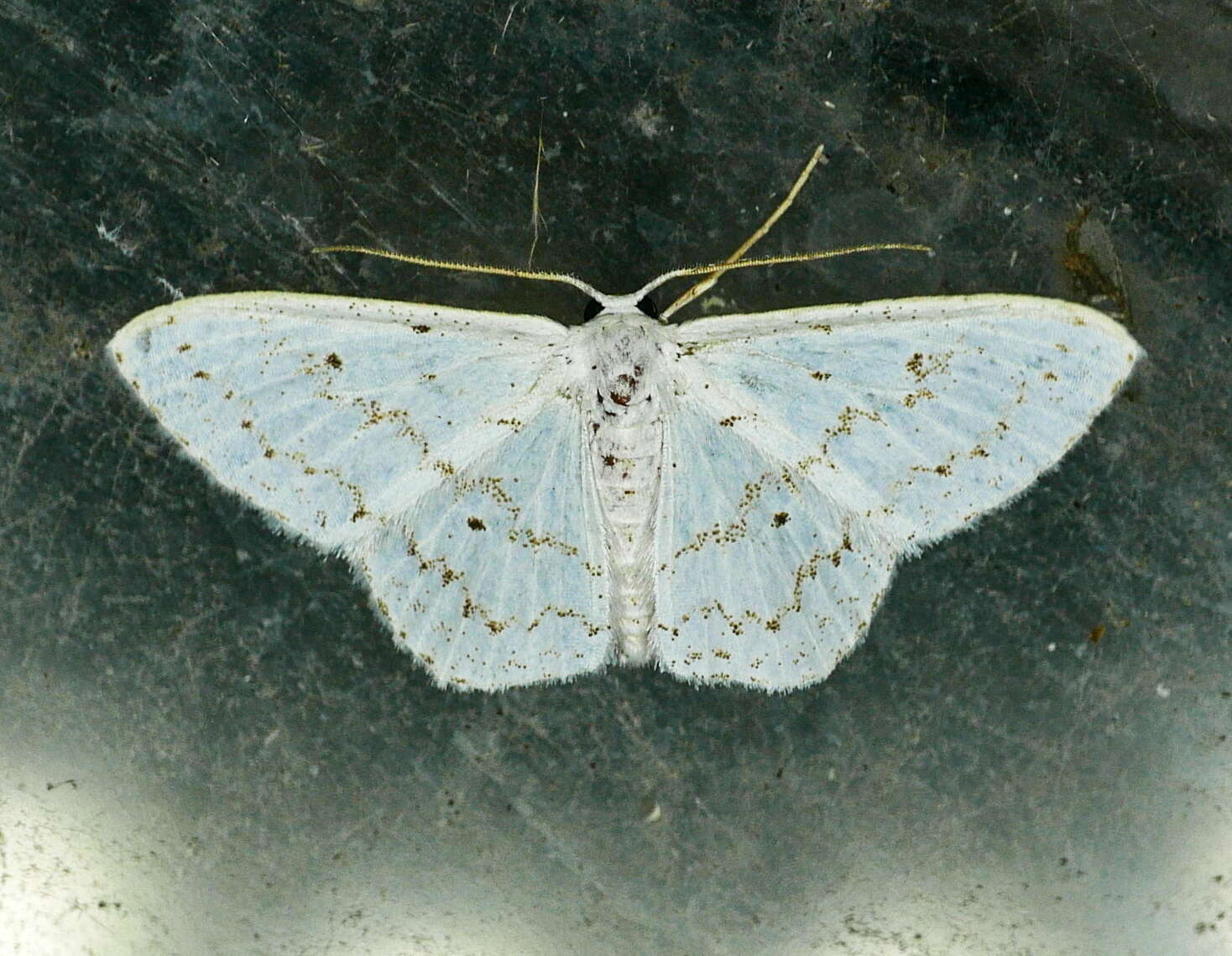 صورة Idaea tacturata (Walker 1861)