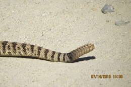 Image of Crotalus oreganus lutosus Klauber 1930