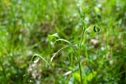 Imagem de Puccinia bupleuri (Opiz) F. Rudolphi 1829