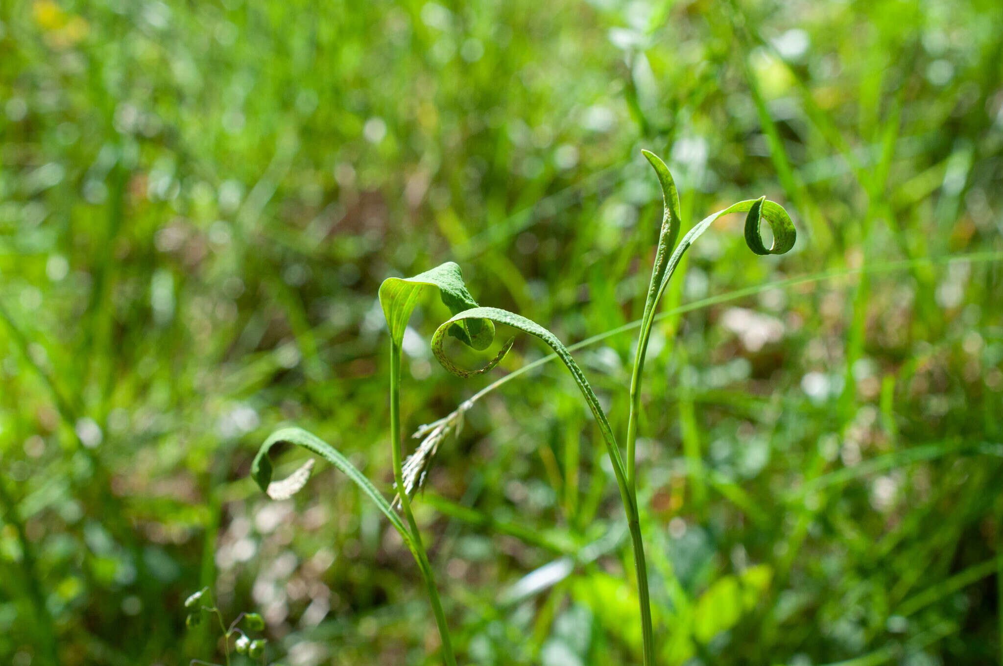 Imagem de Puccinia bupleuri (Opiz) F. Rudolphi 1829