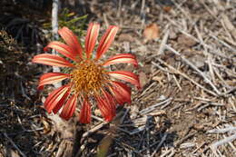 Image de Mutisia subulata rosmarinifolia (P. & E.) Cabrera