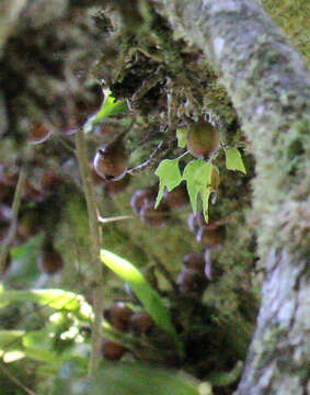 Ficus botryoides Baker的圖片