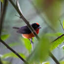 Image of Crimson Finch-Tanager