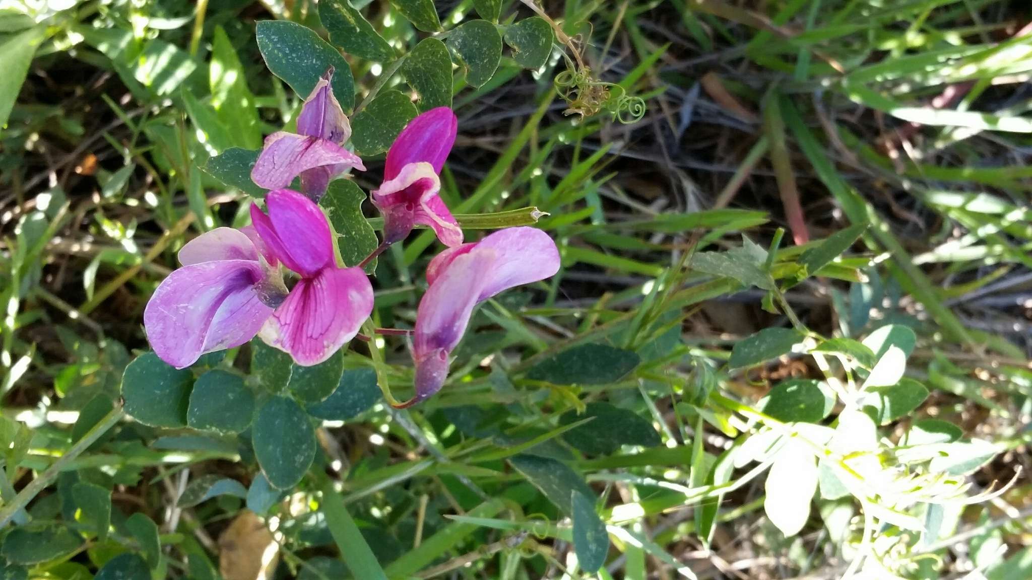 Image of Pacific pea