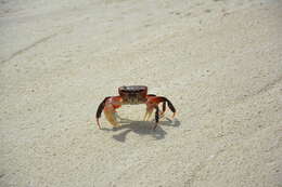 Image of brown land crab