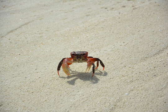 Image of brown land crab