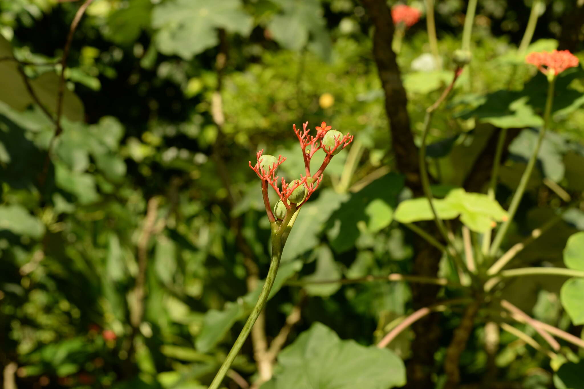 Image of goutystalk nettlespurge