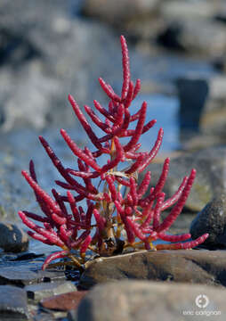 Слика од Salicornia maritima S. L. Wolff & R. L. Jefferies