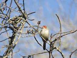 Image of Orange-cheeked Waxbill