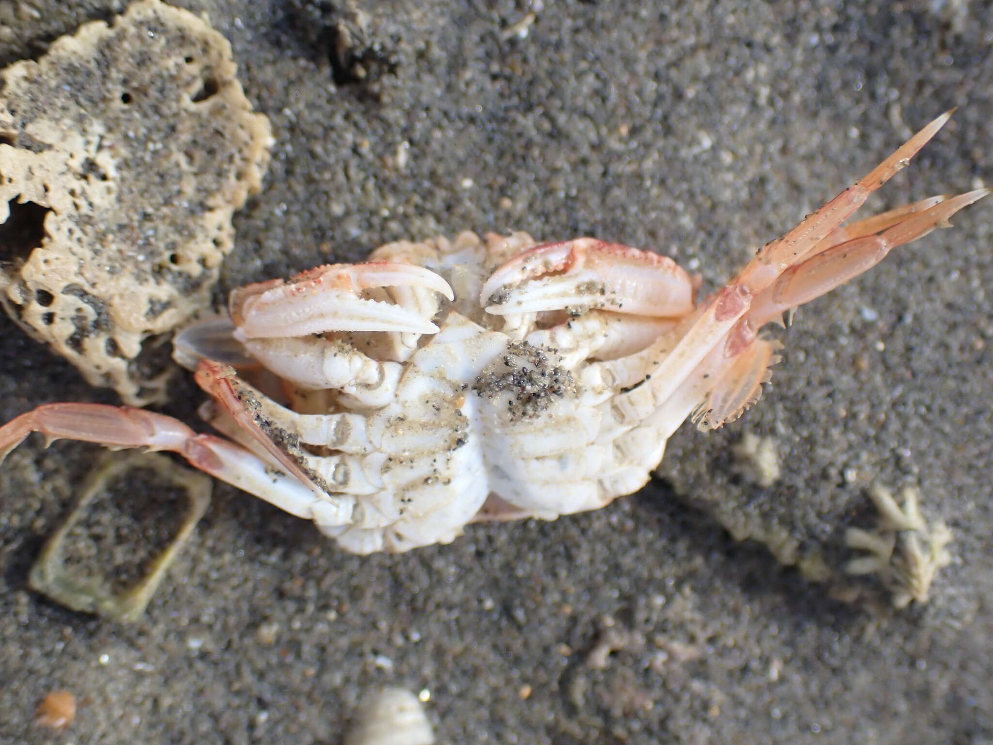 Image of Nectocarcinus antarcticus (Hombron & Jacquinot 1846)