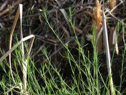 Imagem de Psoralea fascicularis DC.