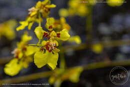 Image of Oncidium baueri Lindl.