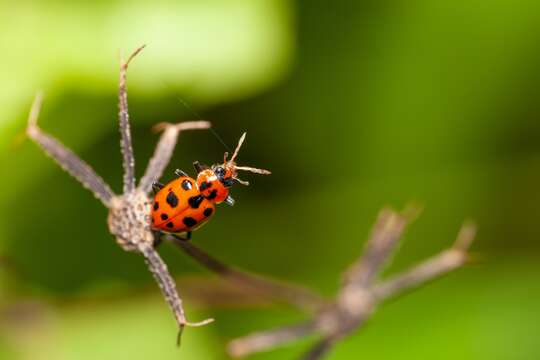 Coleomegilla maculata fuscilabris (Mulsant 1866)的圖片