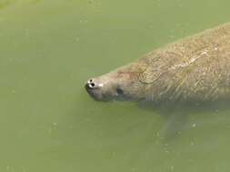 Image of Florida manatee