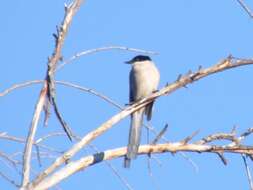 Image of Iberian Magpie