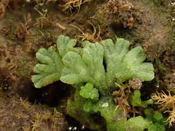 Image of Riccia glauca L.