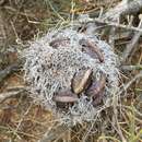 Image of Prickly Banksia