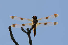 Image of Painted Skimmer