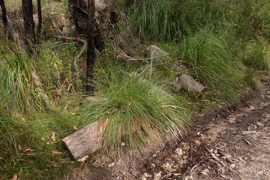 Слика од Gymnoschoenus