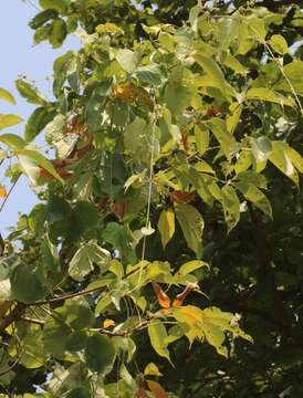 Слика од Aspidopterys cordata (Heyne ex Wall.) A. Juss.