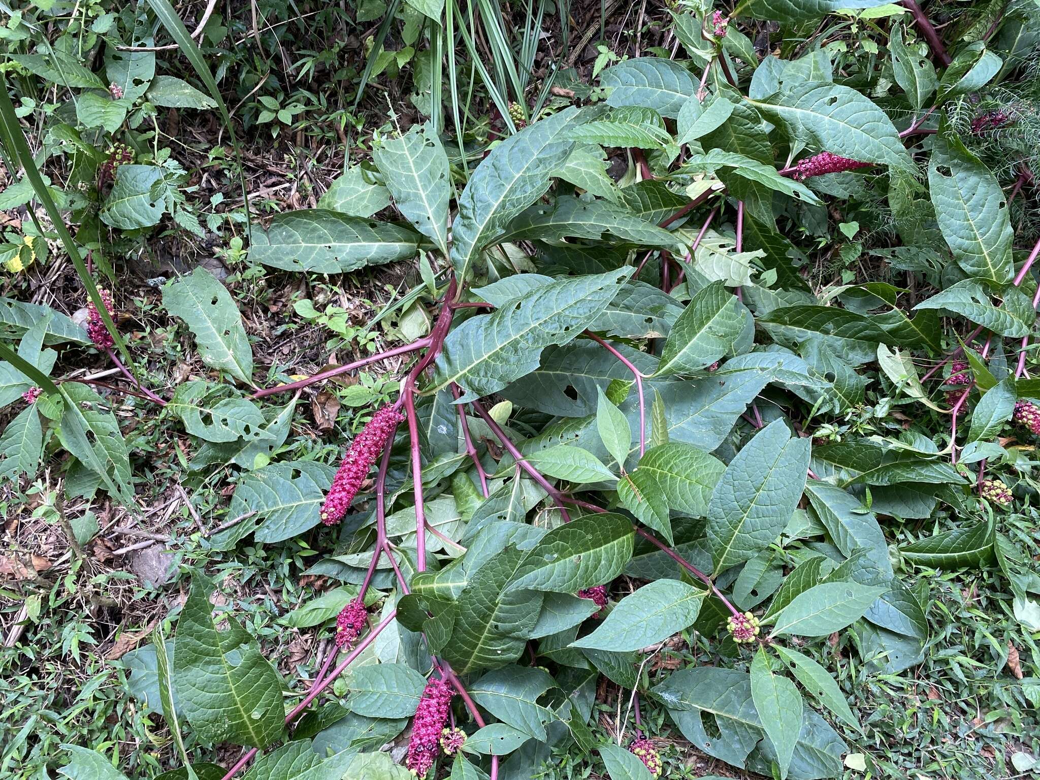 Image of Phytolacca japonica Makino