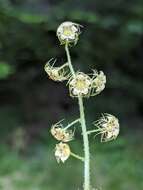 Image of slightstemmed miterwort