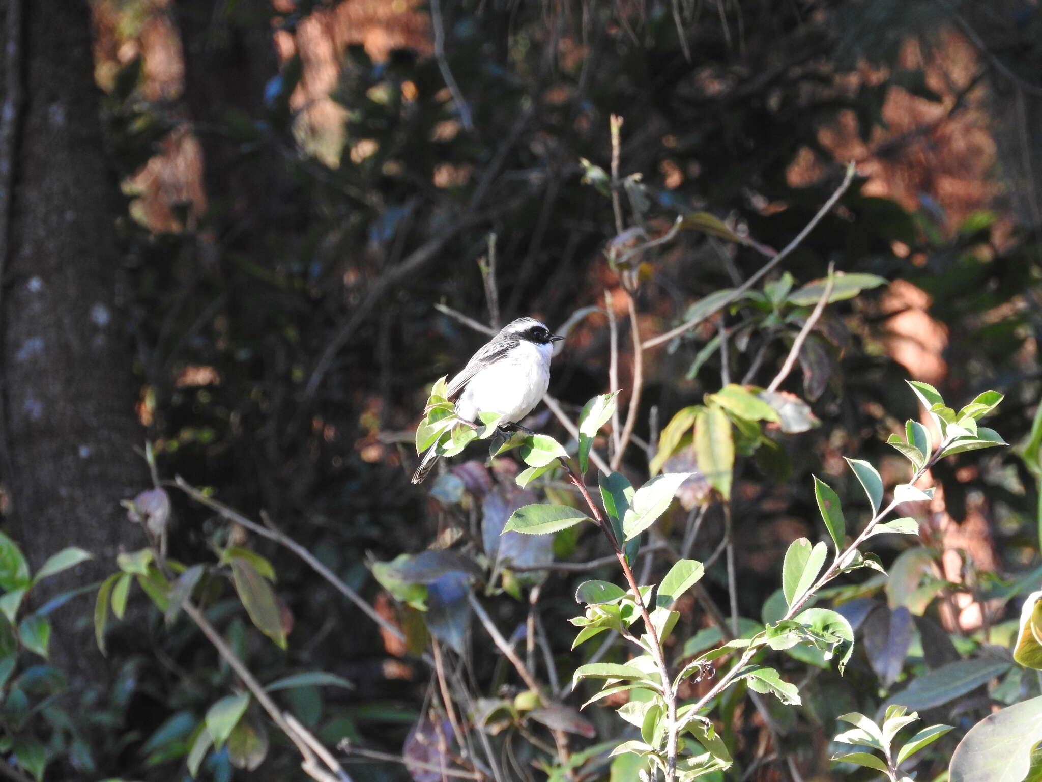 Image of Grey Bush Chat