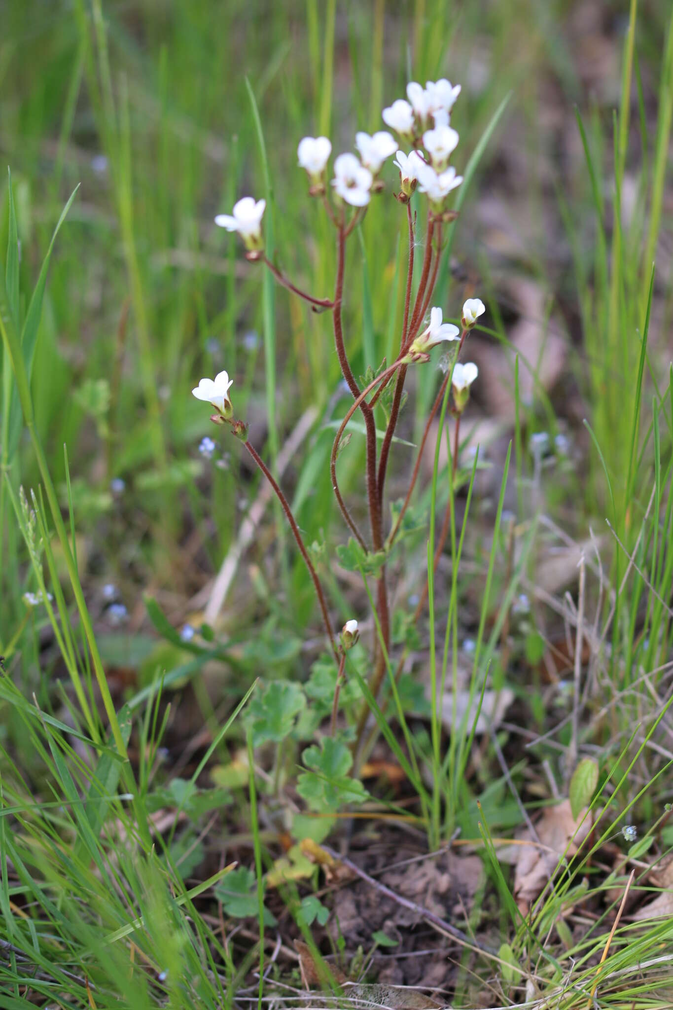 Plancia ëd Saxifraga granulata L.