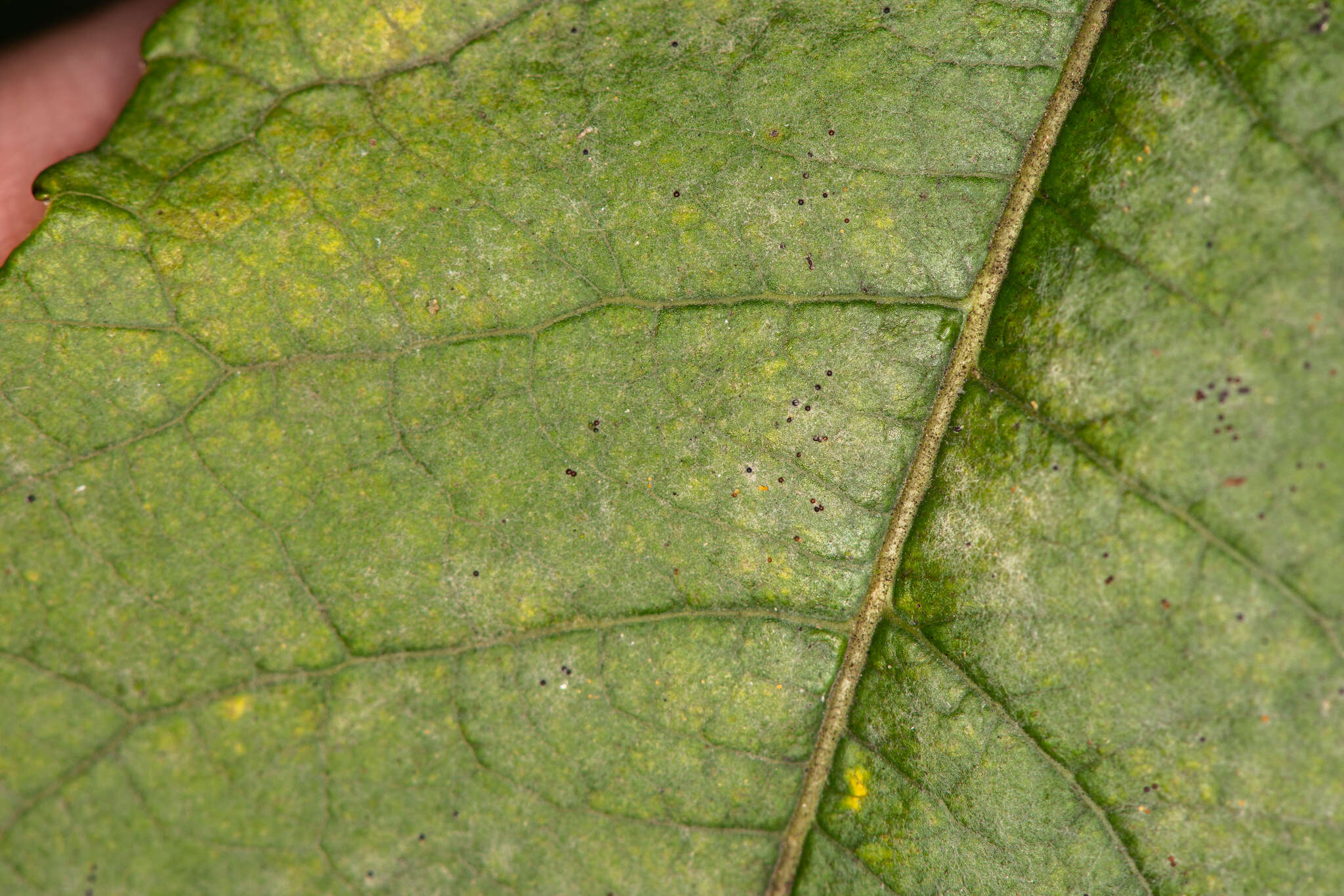 Podosphaera tridactyla (Wallr.) de Bary 1870的圖片