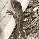 Image of Sceloporus horridus oligoporus Cope 1864