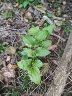 Image of Smilax sieboldii Miq.