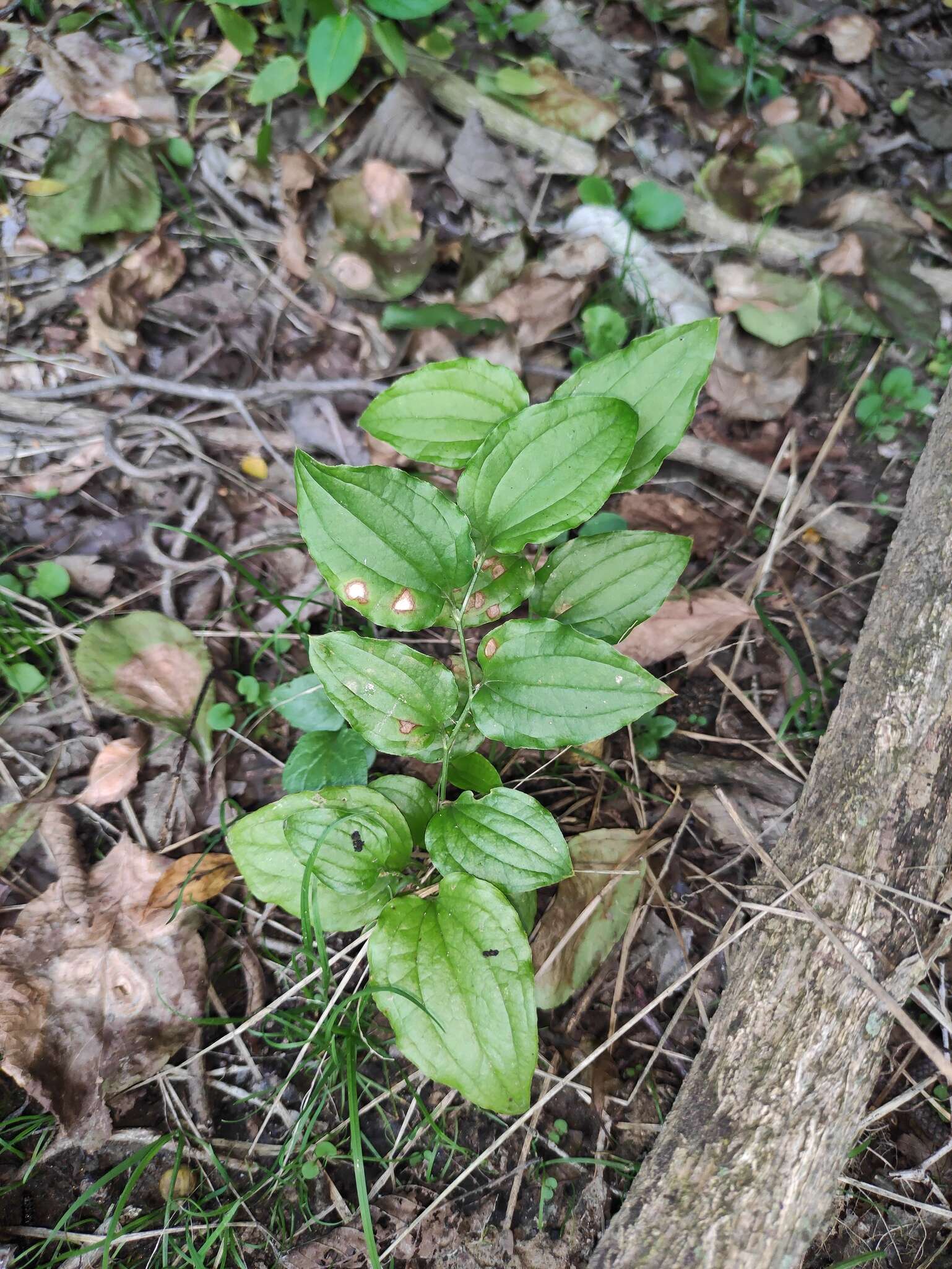 Image de Smilax sieboldii Miq.