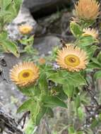 Image of Helichrysum milleri O. M. Hilliard