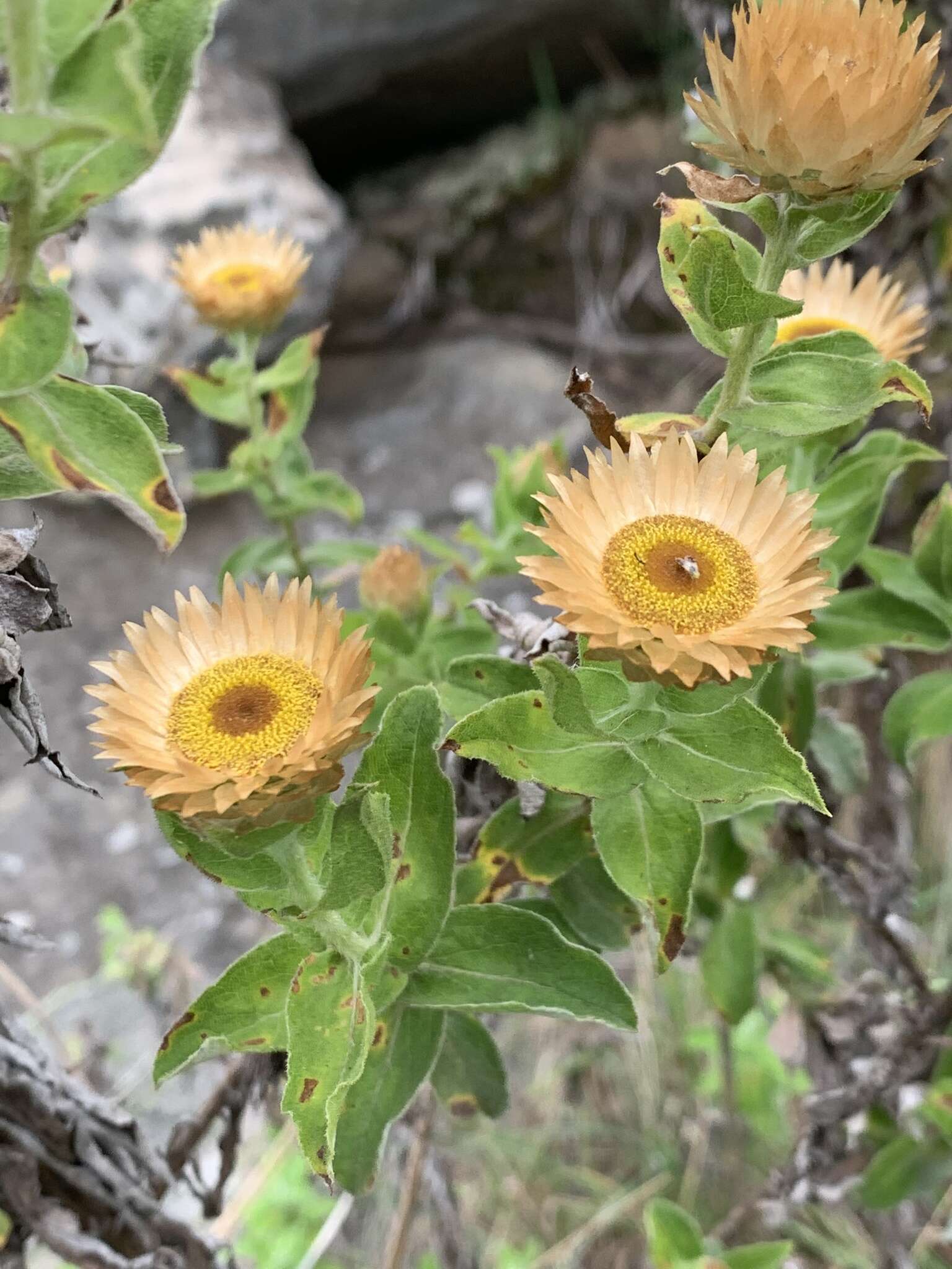 Image of Helichrysum milleri O. M. Hilliard