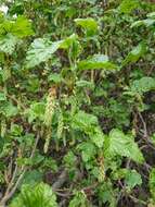 Image of Ribes magellanicum Poir.