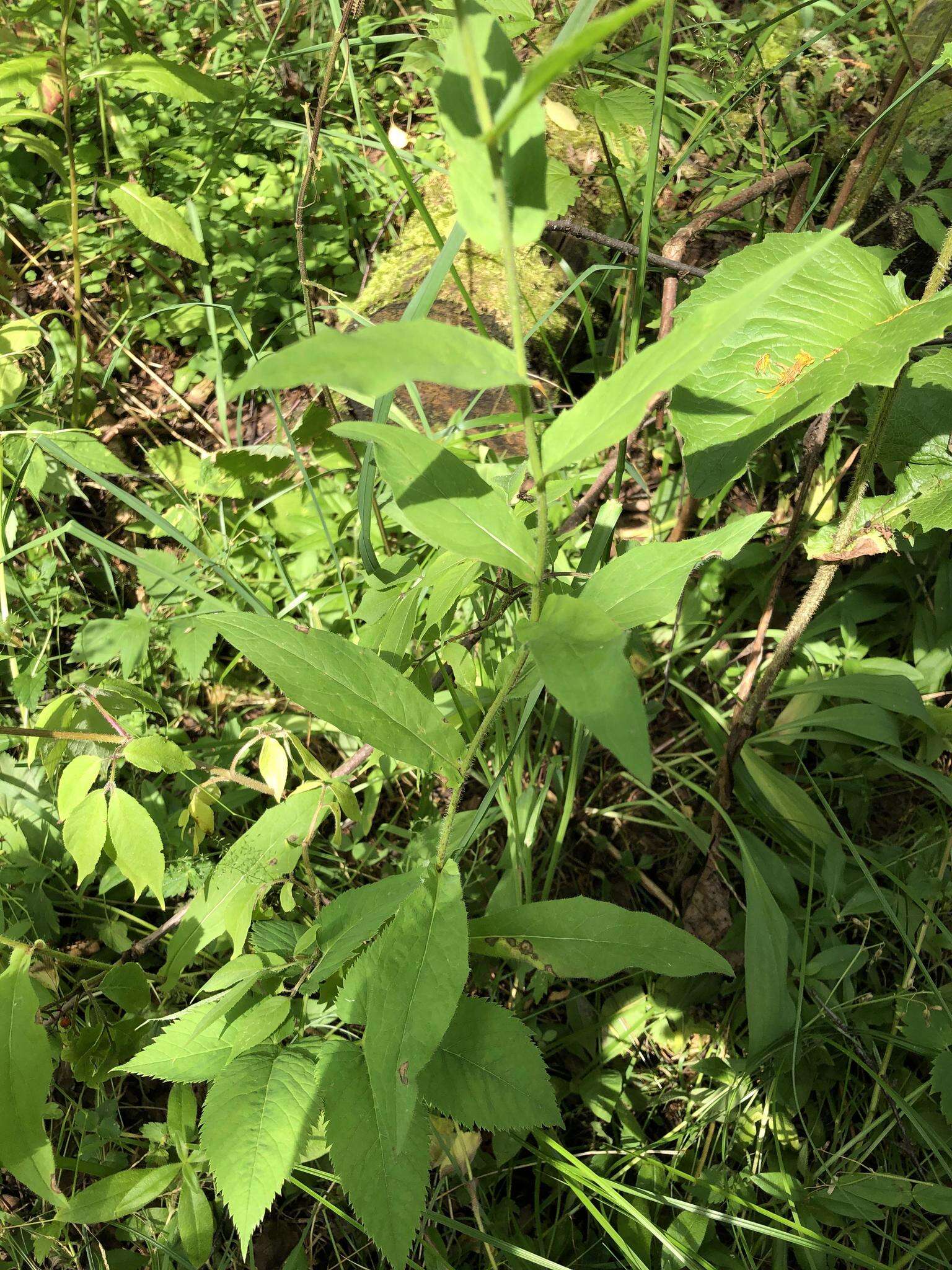 Image of Hieracium krylovii Nevski ex Krylov