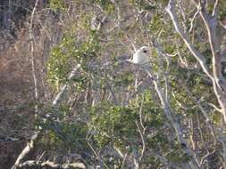 Image of Decken's Sifaka