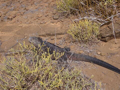 Image of Amblyrhynchus cristatus godzilla