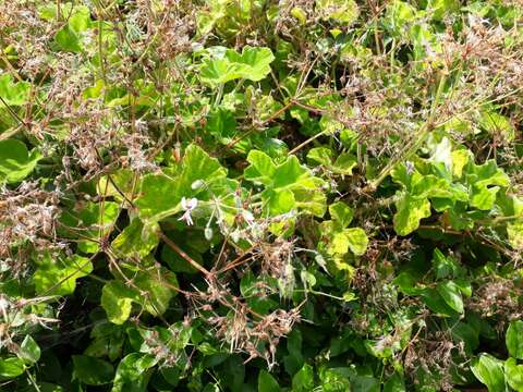 Image of Pelargonium tomentosum Jacq.