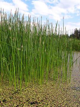 Image of Common Spike-rush