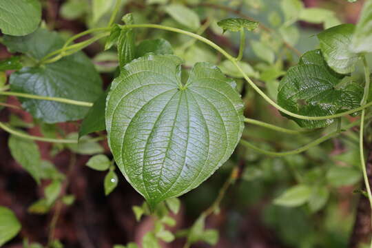 Image of Dioscorea galeottiana Kunth